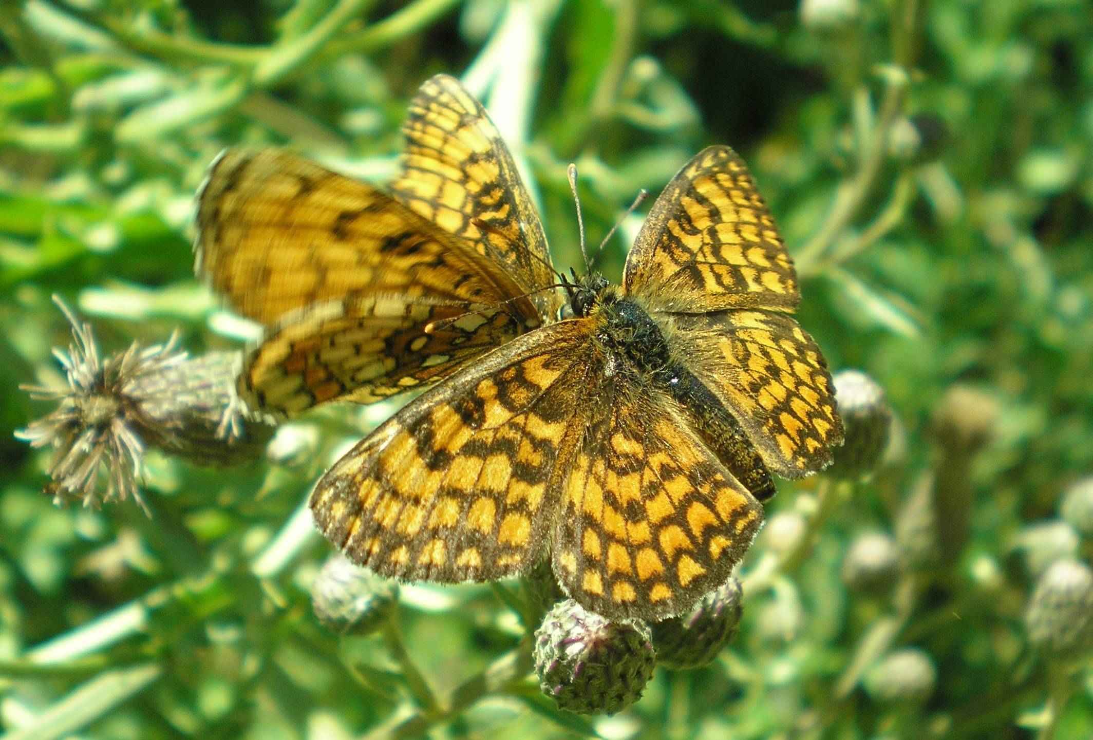 aiuto id Melitaea